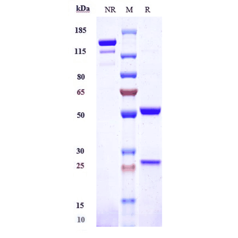 SDS-PAGE - Drozitumab Biosimilar - Anti-DR5 Antibody - Low endotoxin, Azide free (A323402) - Antibodies.com