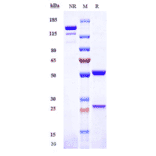SDS-PAGE - Drozitumab Biosimilar - Anti-DR5 Antibody - Low endotoxin, Azide free (A323402) - Antibodies.com