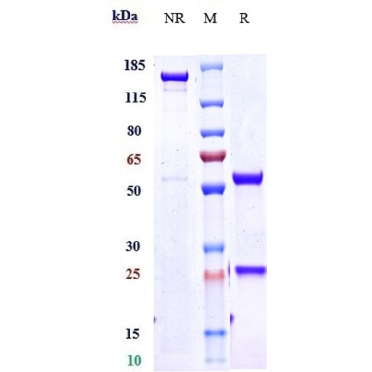 SDS-PAGE - Dupilumab Biosimilar - Anti-IL-4R Antibody - Low endotoxin, Azide free (A323403) - Antibodies.com