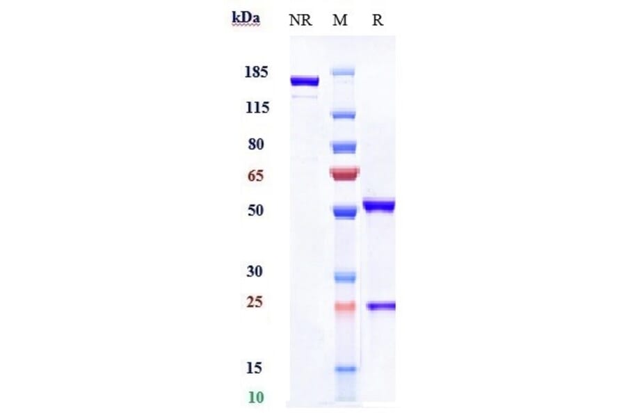 SDS-PAGE - Durvalumab Biosimilar - Anti-PD-L1 Antibody - Low endotoxin, Azide free (A323404) - Antibodies.com