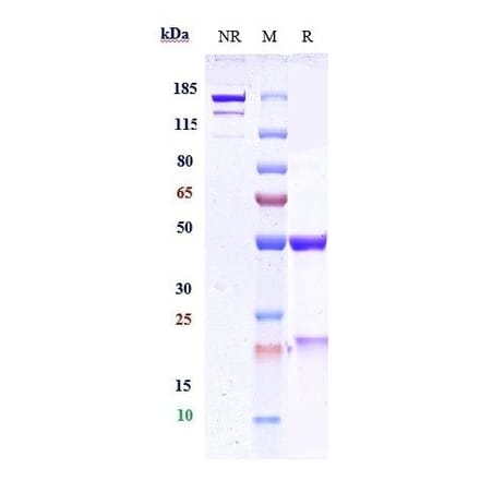 SDS-PAGE - Ebronucimab Biosimilar - Anti-PCSK9 Antibody - Low endotoxin, Azide free (A323406) - Antibodies.com