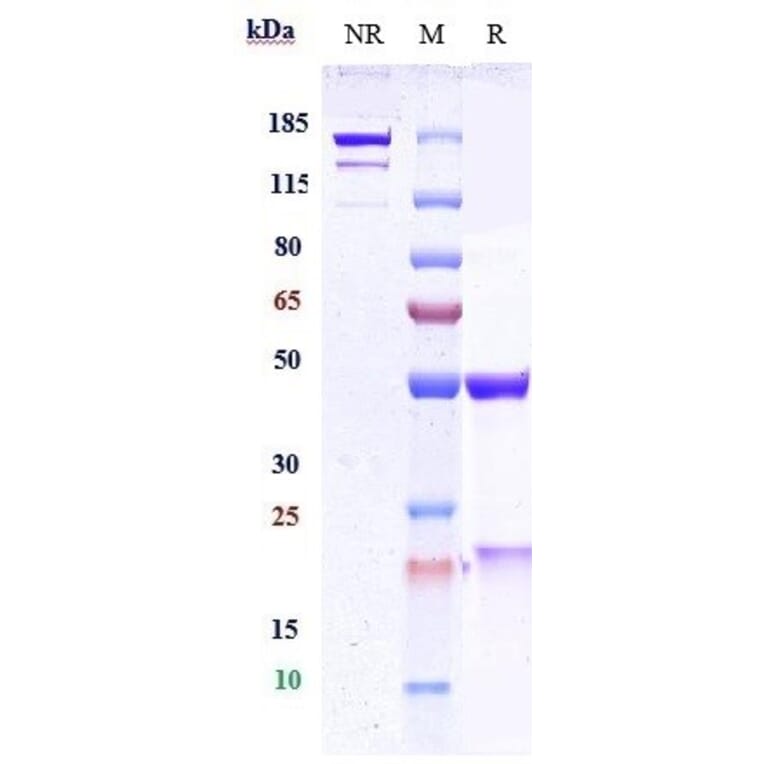 SDS-PAGE - Ebronucimab Biosimilar - Anti-PCSK9 Antibody - Low endotoxin, Azide free (A323406) - Antibodies.com