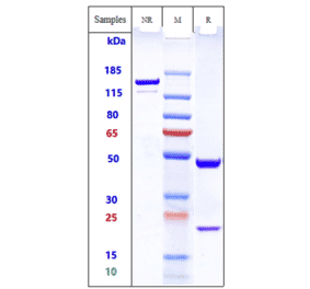 SDS-PAGE - Ecromeximab Biosimilar - Anti-Ganglioside GD3 Antibody - Low endotoxin, Azide free (A323408) - Antibodies.com