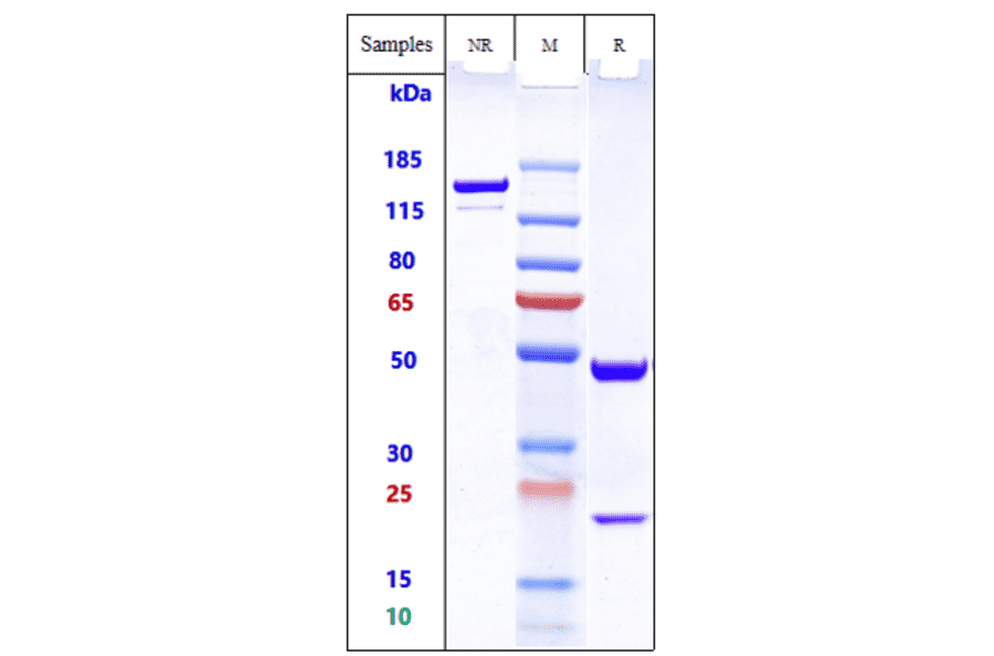 SDS-PAGE - Ecromeximab Biosimilar - Anti-Ganglioside GD3 Antibody - Low endotoxin, Azide free (A323408) - Antibodies.com