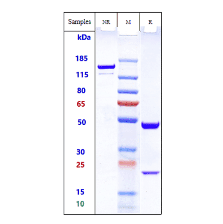 SDS-PAGE - Ecromeximab Biosimilar - Anti-Ganglioside GD3 Antibody - Low endotoxin, Azide free (A323408) - Antibodies.com