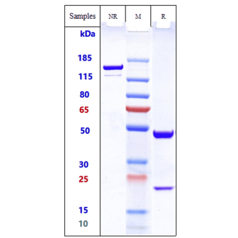 SDS-PAGE - Ecromeximab Biosimilar - Anti-Ganglioside GD3 Antibody - Low endotoxin, Azide free (A323408) - Antibodies.com