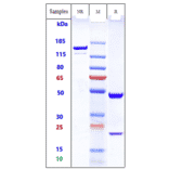 SDS-PAGE - Ecromeximab Biosimilar - Anti-Ganglioside GD3 Antibody - Low endotoxin, Azide free (A323408) - Antibodies.com