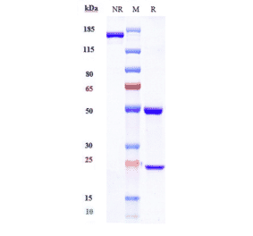 SDS-PAGE - Eculizumab Biosimilar - Anti-C5 Antibody - Low endotoxin, Azide free (A323409) - Antibodies.com