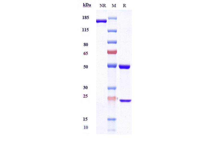 SDS-PAGE - Eculizumab Biosimilar - Anti-C5 Antibody - Low endotoxin, Azide free (A323409) - Antibodies.com
