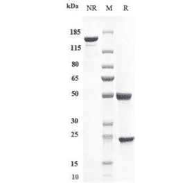 SDS-PAGE - Efalizumab Biosimilar - Anti-CD11a Antibody - Low endotoxin, Azide free (A323410) - Antibodies.com