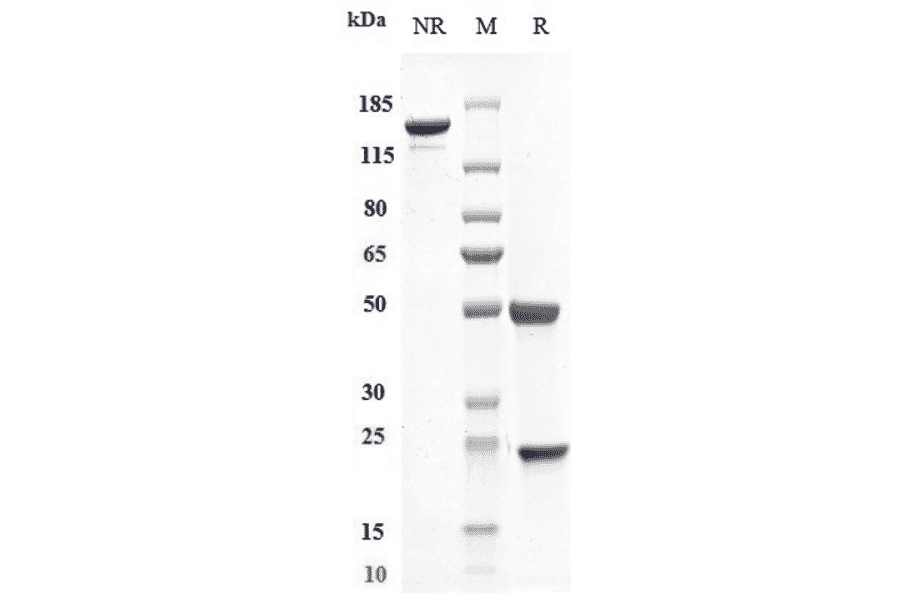 SDS-PAGE - Efalizumab Biosimilar - Anti-CD11a Antibody - Low endotoxin, Azide free (A323410) - Antibodies.com