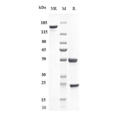 SDS-PAGE - Efalizumab Biosimilar - Anti-CD11a Antibody - Low endotoxin, Azide free (A323410) - Antibodies.com