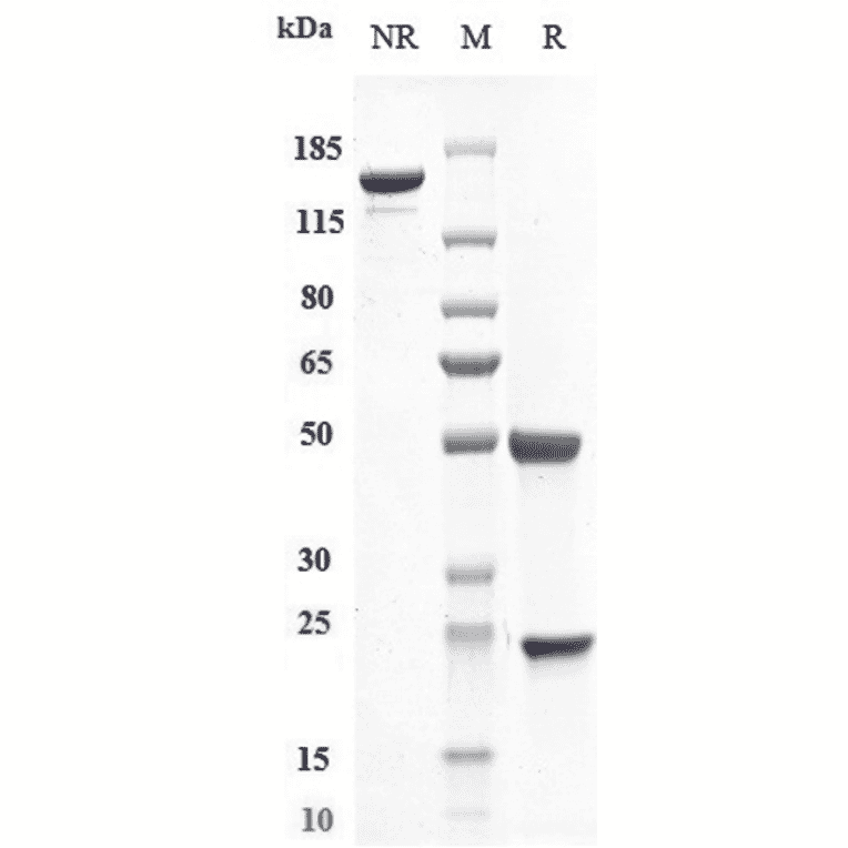 SDS-PAGE - Efalizumab Biosimilar - Anti-CD11a Antibody - Low endotoxin, Azide free (A323410) - Antibodies.com