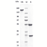 SDS-PAGE - Efalizumab Biosimilar - Anti-CD11a Antibody - Low endotoxin, Azide free (A323410) - Antibodies.com