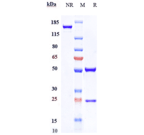 SDS-PAGE - Eldelumab Biosimilar - Anti-IP10 Antibody - Low endotoxin, Azide free (A323411) - Antibodies.com