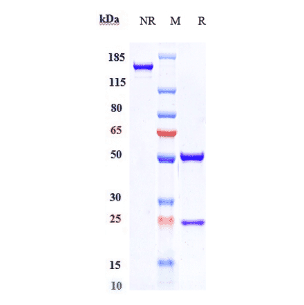 SDS-PAGE - Eldelumab Biosimilar - Anti-IP10 Antibody - Low endotoxin, Azide free (A323411) - Antibodies.com