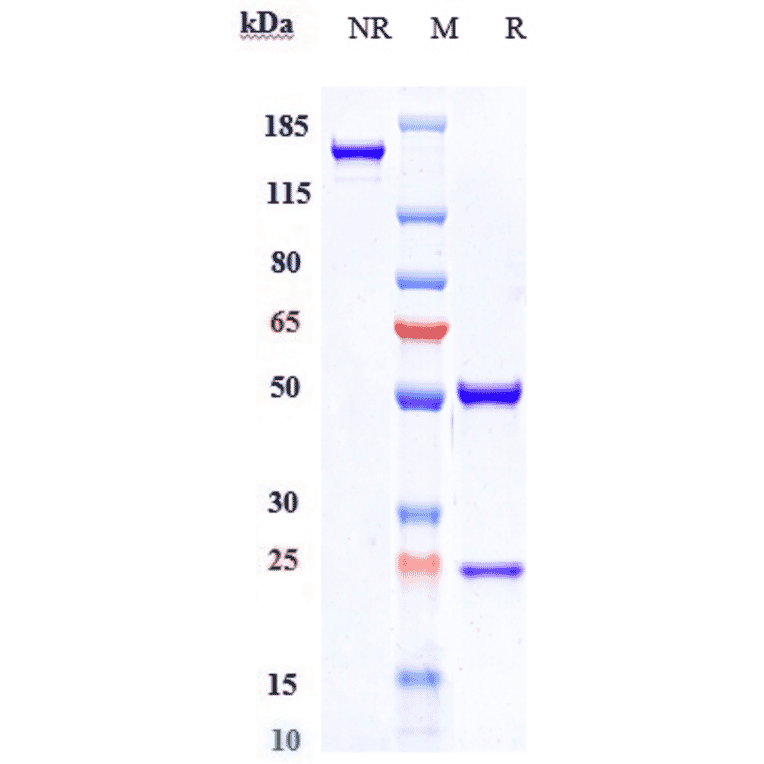 SDS-PAGE - Eldelumab Biosimilar - Anti-IP10 Antibody - Low endotoxin, Azide free (A323411) - Antibodies.com