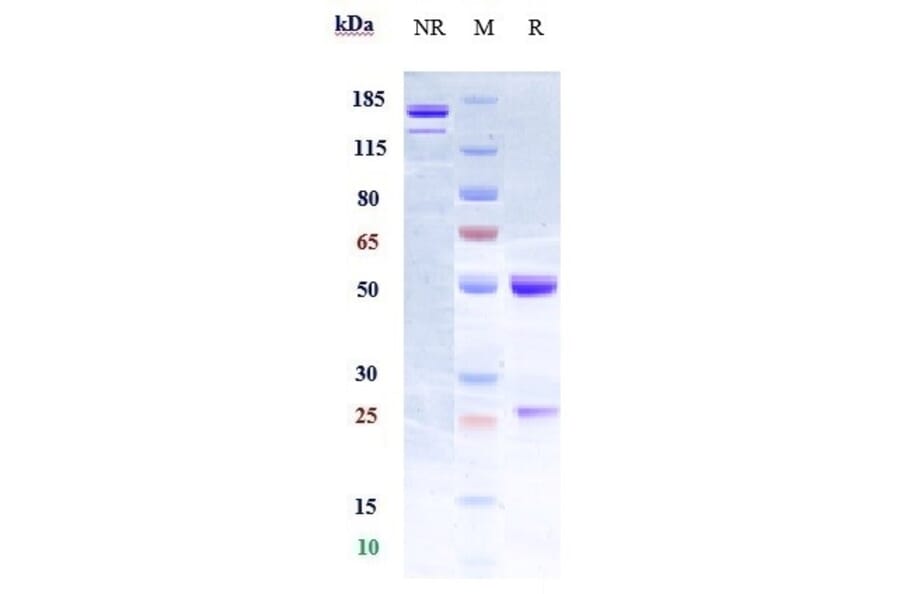 SDS-PAGE - Elezanumab Biosimilar - Anti-Repulsive Guidance Molecule A Antibody - Low endotoxin, Azide free (A323412) - Antibodies.com