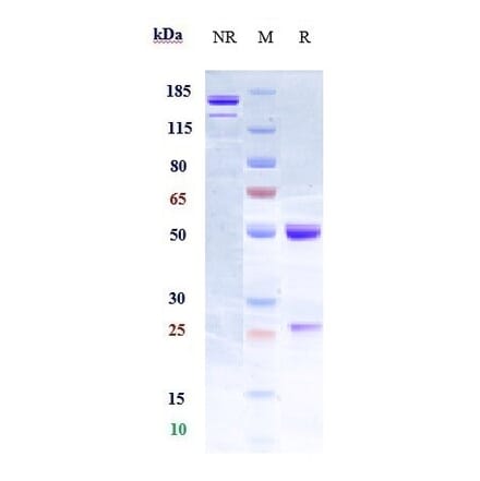 SDS-PAGE - Elezanumab Biosimilar - Anti-Repulsive Guidance Molecule A Antibody - Low endotoxin, Azide free (A323412) - Antibodies.com