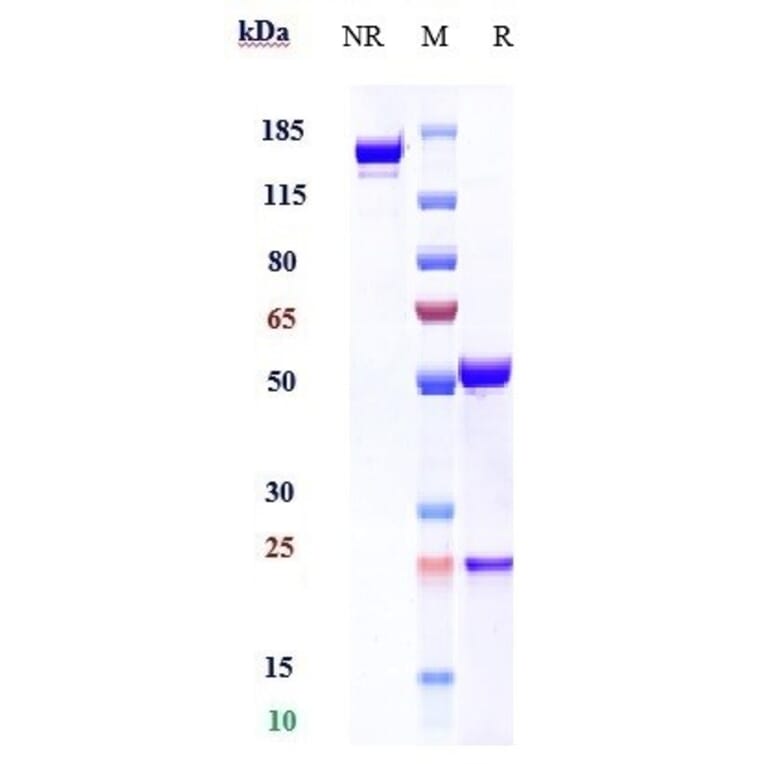 SDS-PAGE - Elotuzumab Biosimilar - Anti-SLAMF7/CS1 Antibody - Low endotoxin, Azide free (A323413) - Antibodies.com