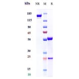 SDS-PAGE - Elotuzumab Biosimilar - Anti-SLAMF7/CS1 Antibody - Low endotoxin, Azide free (A323413) - Antibodies.com