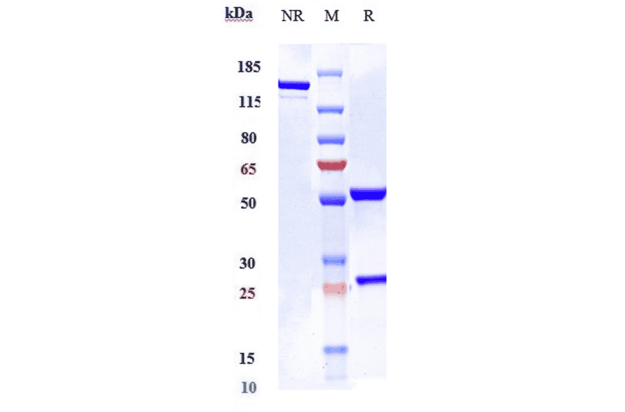 SDS-PAGE - Elsilimomab Biosimilar - Anti-IL-6 Antibody - Low endotoxin, Azide free (A323414) - Antibodies.com