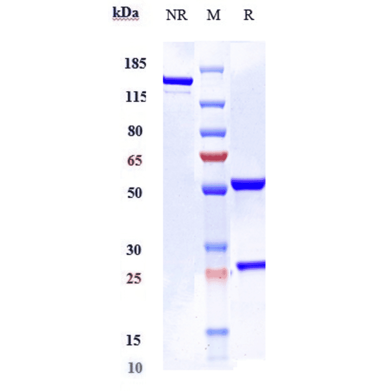 SDS-PAGE - Elsilimomab Biosimilar - Anti-IL-6 Antibody - Low endotoxin, Azide free (A323414) - Antibodies.com