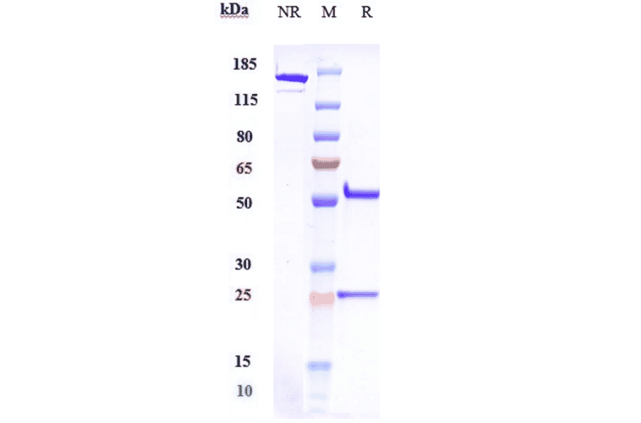 SDS-PAGE - Emactuzumab Biosimilar - Anti-CSF-1-R Antibody - Low endotoxin, Azide free (A323415) - Antibodies.com
