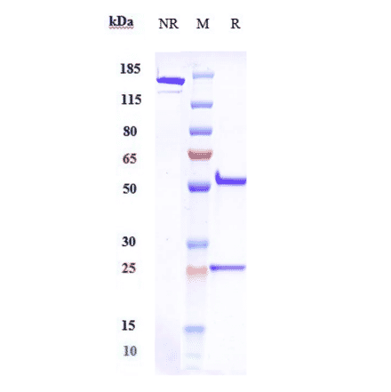 SDS-PAGE - Emactuzumab Biosimilar - Anti-CSF-1-R Antibody - Low endotoxin, Azide free (A323415) - Antibodies.com