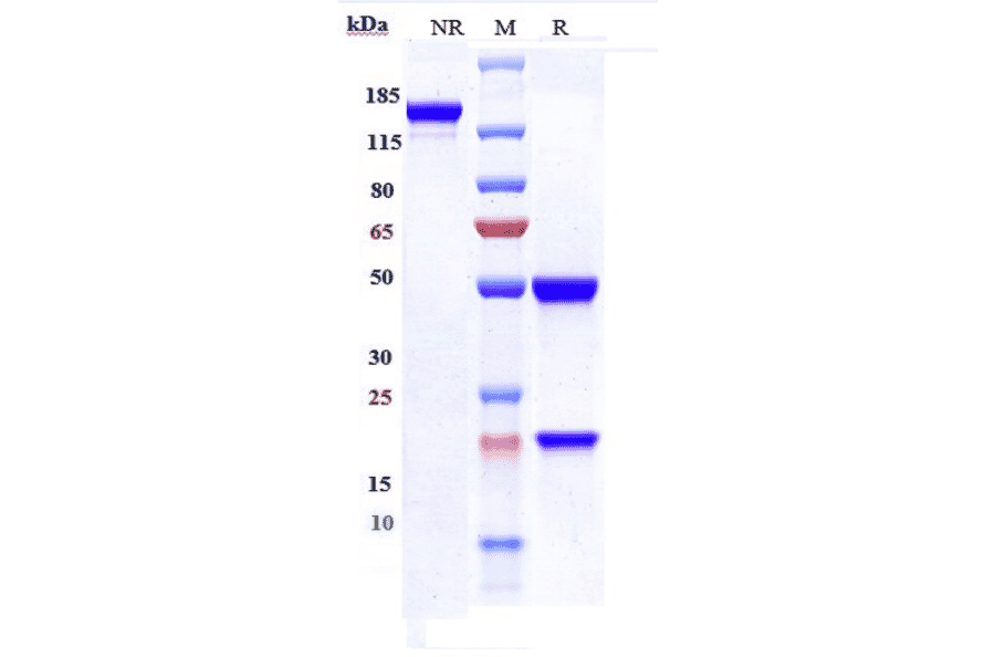 SDS-PAGE - Emapalumab Biosimilar - Anti-Interferon gamma Antibody - Low endotoxin, Azide free (A323416) - Antibodies.com