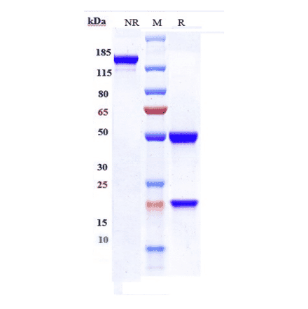 SDS-PAGE - Emapalumab Biosimilar - Anti-Interferon gamma Antibody - Low endotoxin, Azide free (A323416) - Antibodies.com