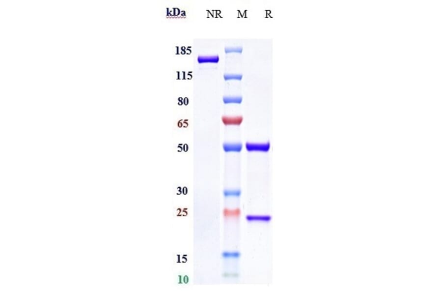 SDS-PAGE - Emibetuzumab Biosimilar - Anti-Met (c-Met) Antibody - Low endotoxin, Azide free (A323417) - Antibodies.com