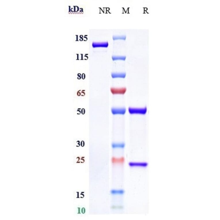 SDS-PAGE - Emibetuzumab Biosimilar - Anti-Met (c-Met) Antibody - Low endotoxin, Azide free (A323417) - Antibodies.com