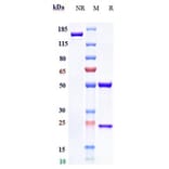 SDS-PAGE - Emibetuzumab Biosimilar - Anti-Met (c-Met) Antibody - Low endotoxin, Azide free (A323417) - Antibodies.com