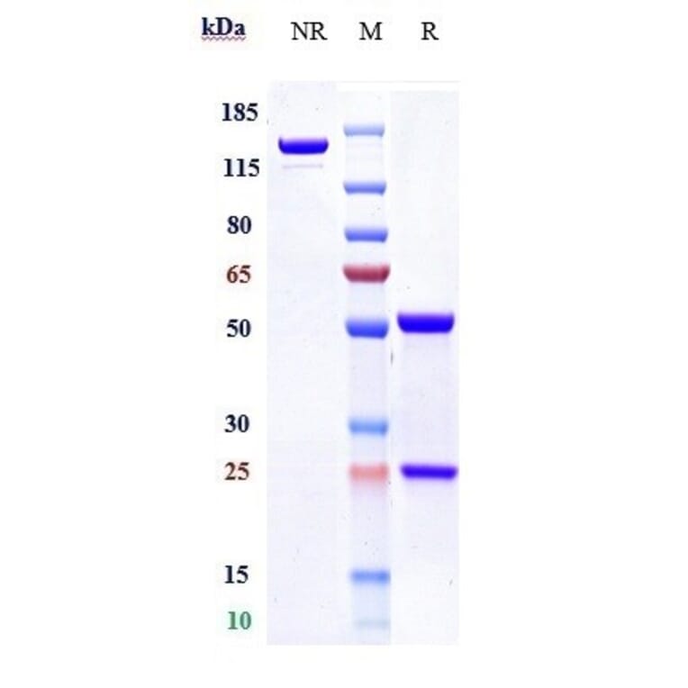 SDS-PAGE - Emicizumab Biosimilar - Anti-Factor IX/PTC Antibody - Low endotoxin, Azide free (A323418) - Antibodies.com