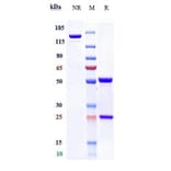 SDS-PAGE - Emicizumab Biosimilar - Anti-Factor IX/PTC Antibody - Low endotoxin, Azide free (A323418) - Antibodies.com