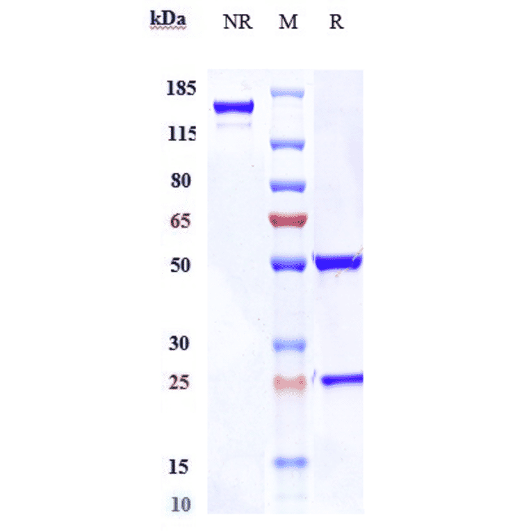 SDS-PAGE - Enapotamab Biosimilar - Anti-Axl Antibody - Low endotoxin, Azide free (A323420) - Antibodies.com