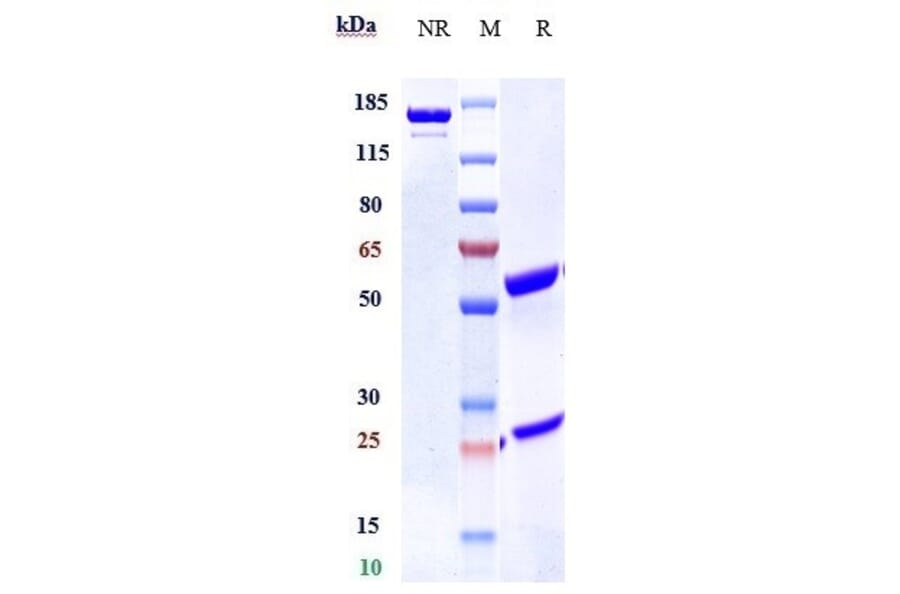SDS-PAGE - Enavatuzumab Biosimilar - Anti-TWEAKR/FN14 Antibody - Low endotoxin, Azide free (A323421) - Antibodies.com