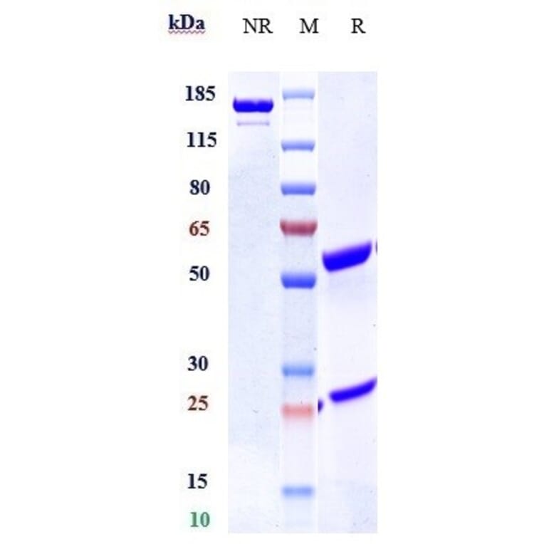 SDS-PAGE - Enavatuzumab Biosimilar - Anti-TWEAKR/FN14 Antibody - Low endotoxin, Azide free (A323421) - Antibodies.com
