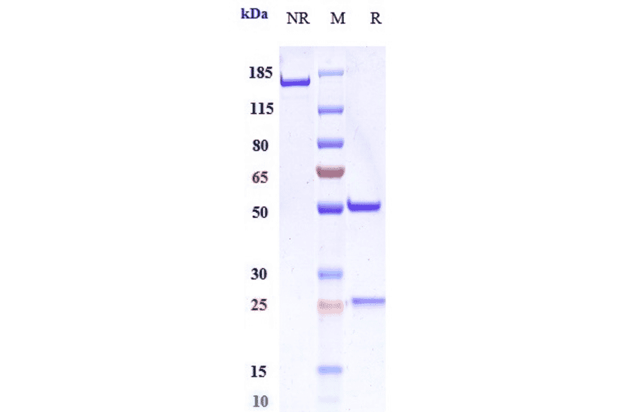 SDS-PAGE - Encelimab Biosimilar - Anti-LAG-3 Antibody - Low endotoxin, Azide free (A323422) - Antibodies.com