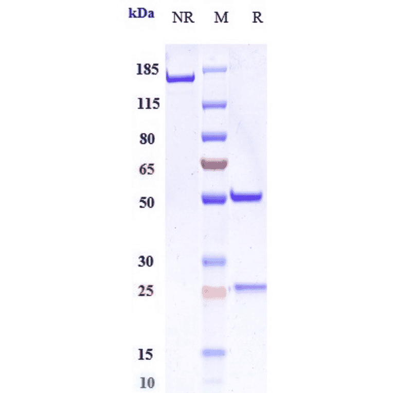 SDS-PAGE - Encelimab Biosimilar - Anti-LAG-3 Antibody - Low endotoxin, Azide free (A323422) - Antibodies.com