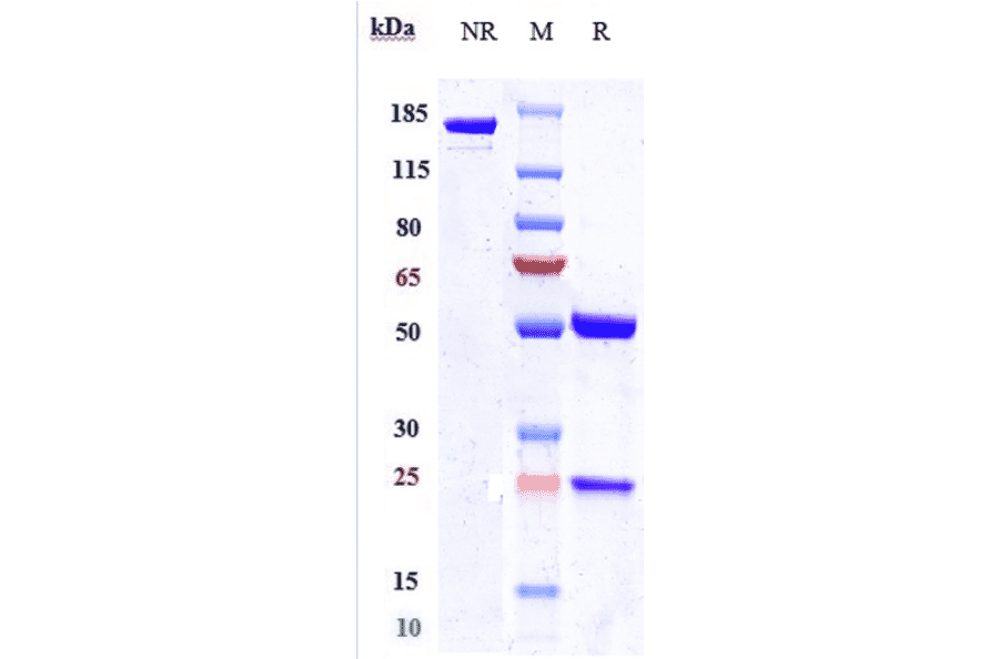 SDS-PAGE - Enfortumab Biosimilar - Anti-Nectin-4 Antibody - Low endotoxin, Azide free (A323423) - Antibodies.com