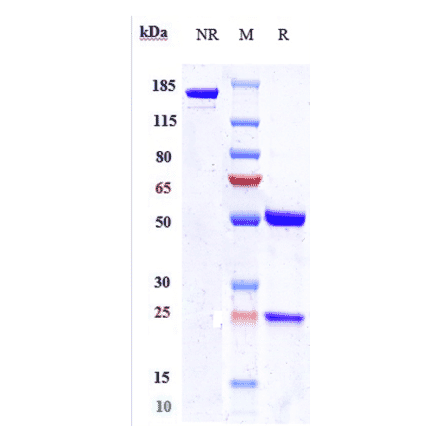 SDS-PAGE - Enfortumab Biosimilar - Anti-Nectin-4 Antibody - Low endotoxin, Azide free (A323423) - Antibodies.com