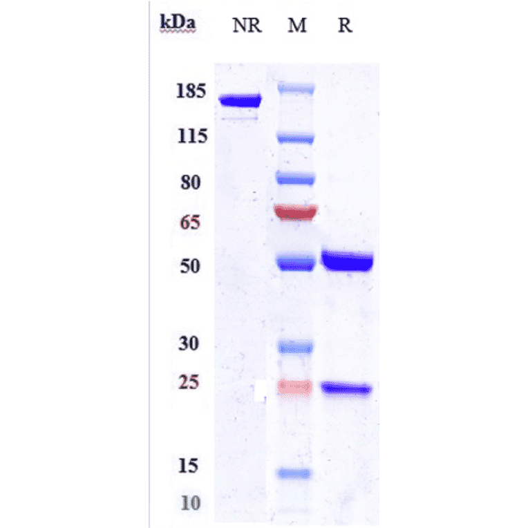 SDS-PAGE - Enfortumab Biosimilar - Anti-Nectin-4 Antibody - Low endotoxin, Azide free (A323423) - Antibodies.com
