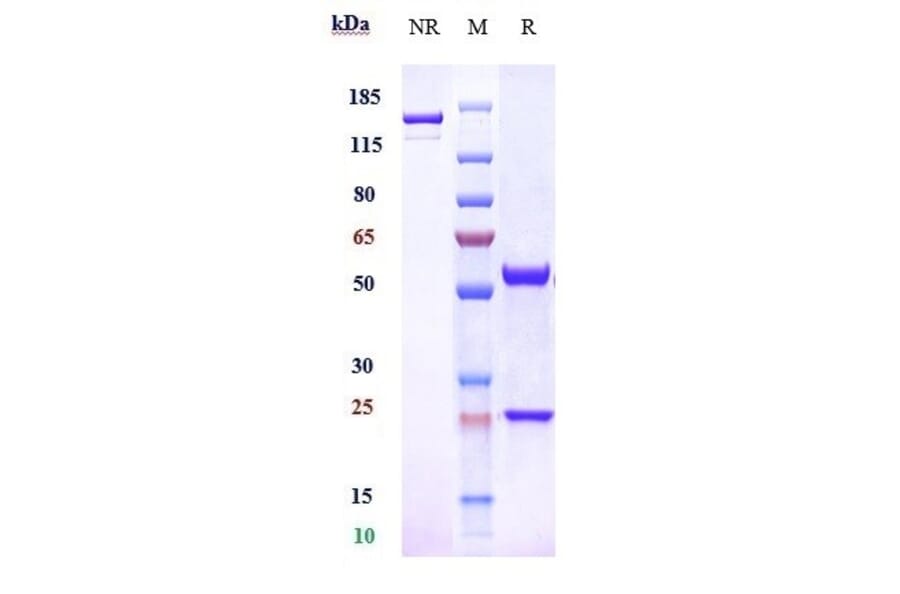 SDS-PAGE - Enibarcimab Biosimilar - Anti-Adrenomedullin/ADM Antibody - Low endotoxin, Azide free (A323425) - Antibodies.com