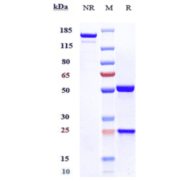 SDS-PAGE - Enoblituzumab Biosimilar - Anti-CD276 Antibody - Low endotoxin, Azide free (A323426) - Antibodies.com