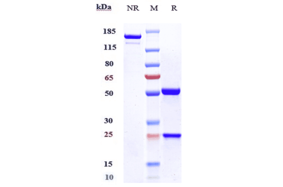 SDS-PAGE - Enoblituzumab Biosimilar - Anti-CD276 Antibody - Low endotoxin, Azide free (A323426) - Antibodies.com