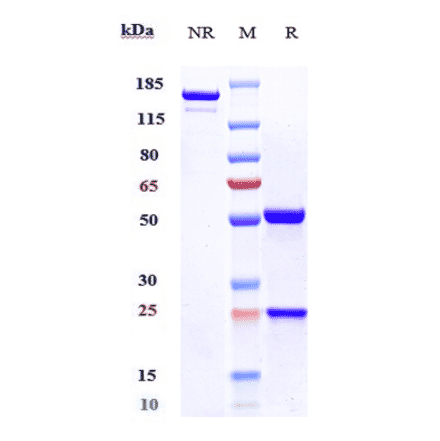 SDS-PAGE - Enoblituzumab Biosimilar - Anti-CD276 Antibody - Low endotoxin, Azide free (A323426) - Antibodies.com
