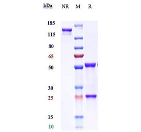 SDS-PAGE - Enokizumab Biosimilar - Anti-IL-9 Antibody - Low endotoxin, Azide free (A323427) - Antibodies.com