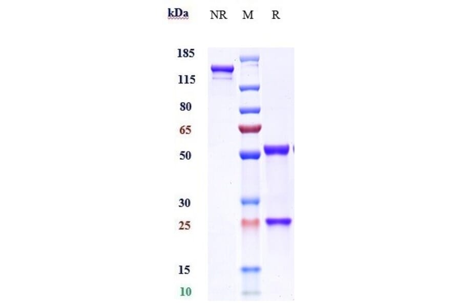 SDS-PAGE - Enokizumab Biosimilar - Anti-IL-9 Antibody - Low endotoxin, Azide free (A323427) - Antibodies.com